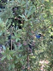 Leptospermum grandifolium