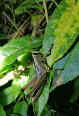 Choroedocus violaceipes