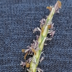 Zoysia