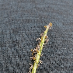 Zoysia