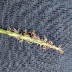 Zoysia