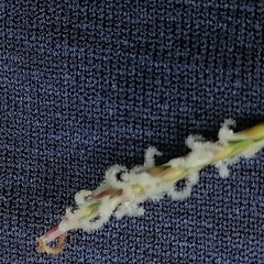 Zoysia