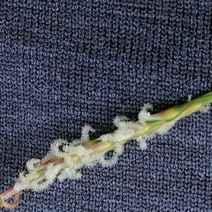 Zoysia