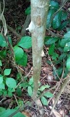 Zanthoxylum zanthoxyloides