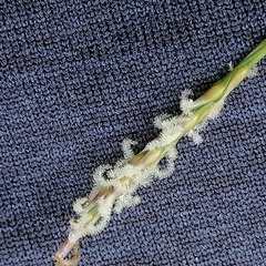 Zoysia