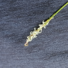 Zoysia