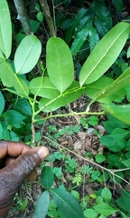 Zanthoxylum zanthoxyloides