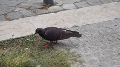Columba livia domestica