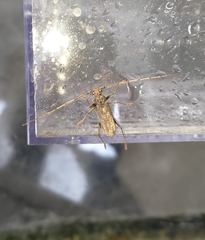 Stromatium longicorne