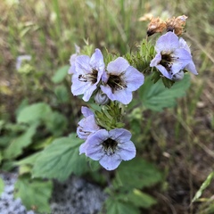 Phacelia bolanderi