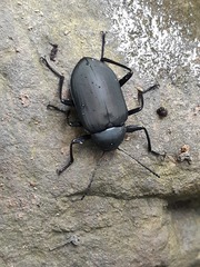 Plesiophthalmus formosanus