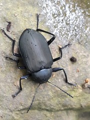 Plesiophthalmus formosanus