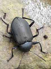 Plesiophthalmus formosanus