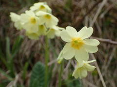 Primula intricata