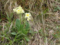 Primula intricata
