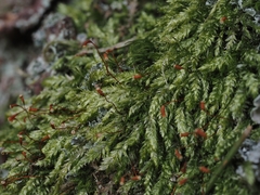 Plagiothecium curvifolium