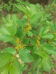 Rhamnus alpina