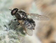 Adoxomyia