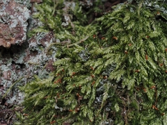 Plagiothecium curvifolium