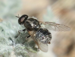Adoxomyia