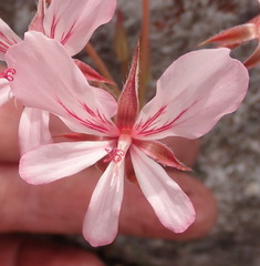 Pelargonium carneum