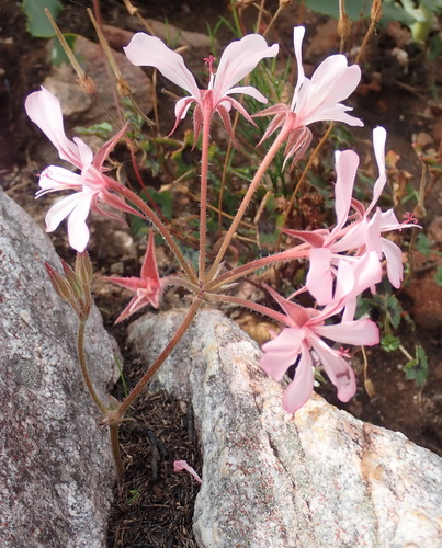 Image of Pelargonium carneum by (c) Nicola van Berkel, some rights reserved (CC BY-SA)