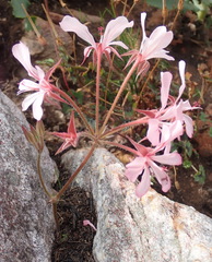 Pelargonium carneum