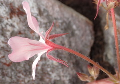 Pelargonium carneum