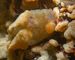 Ascidiella aspersa