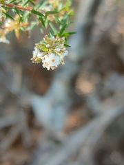 Leucopogon collinus