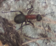 Formica pratensis