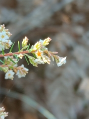 Leucopogon collinus