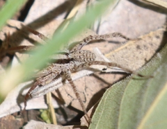 Camptocosa parallela