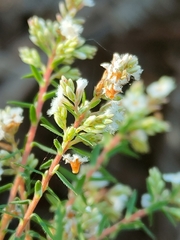 Leucopogon collinus