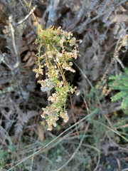 Leucopogon collinus