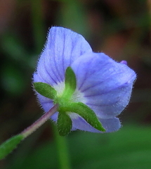 Veronica ponae