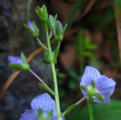 Veronica ponae