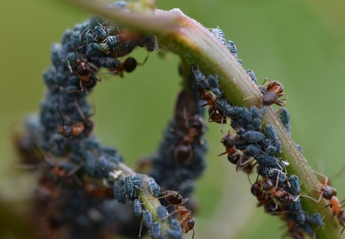 Representative image of Aphis clematidis
