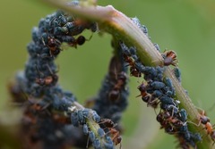 Aphis clematidis