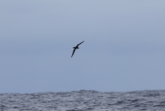 Ardenna pacifica