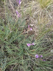 Astragalus macropus