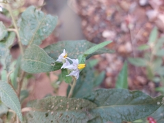 Solanum shirleyanum