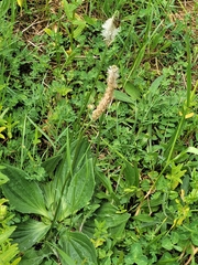 Plantago