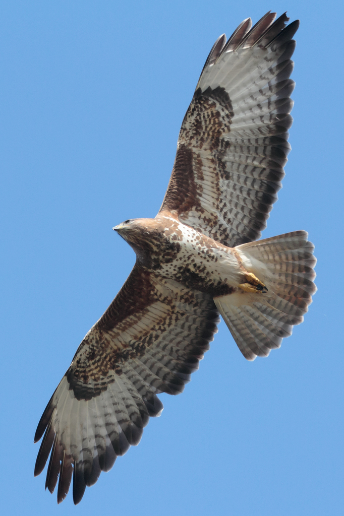 Common Buzzard (Birds of Serbia - guide - old) · iNaturalist