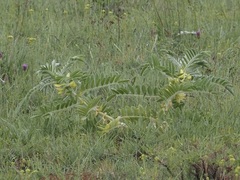 Astragalus sieversianus