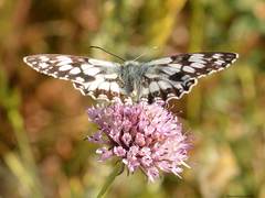 Melanargia ines