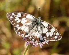 Melanargia ines