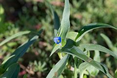Commelina ensifolia