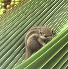 Tamiops maritimus hainanus