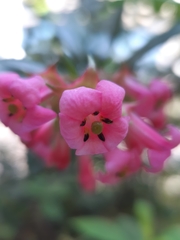 Magnoliopsida